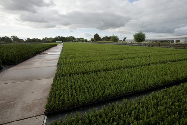 Picea gl.