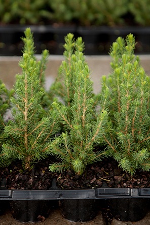 Picea gl.